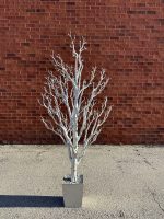 6' Silver Manzanita Decoration Tree