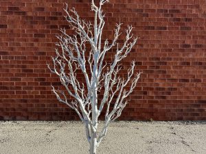 6' Silver Manzanita Decoration Tree