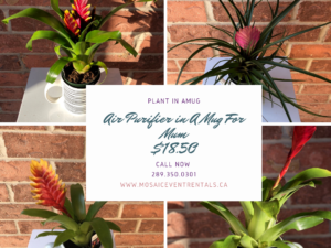 Air Purifier Plant